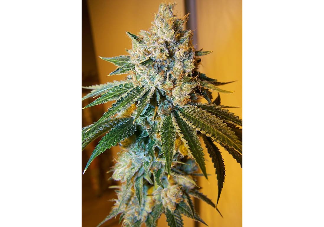White Fire OG