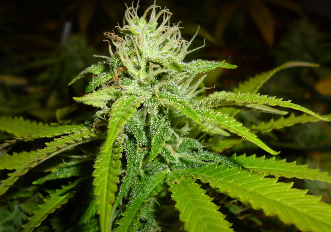 Super Critical