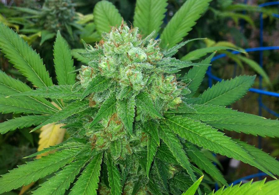 Chemdawg 91