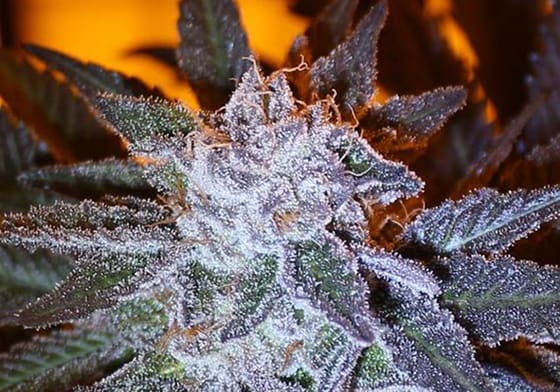 Cherry Pie