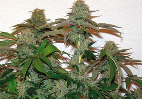 8-ball Kush