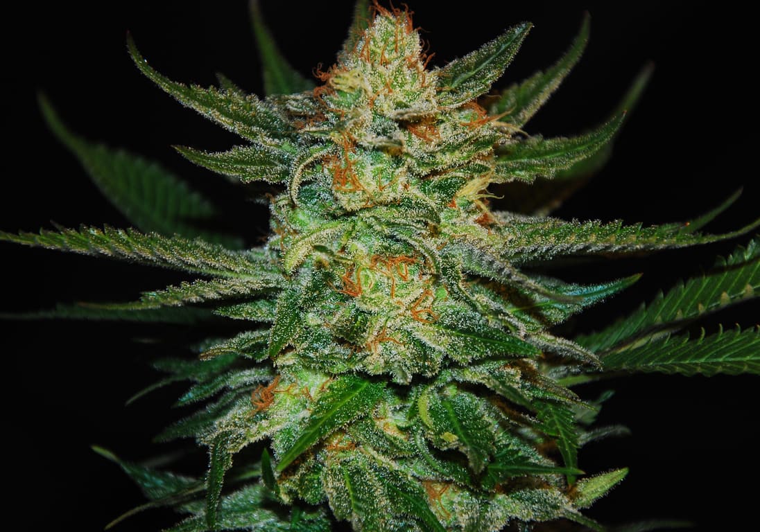 Black Destroyer
