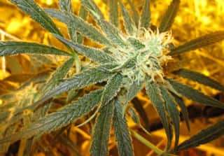 Amnesia Haze