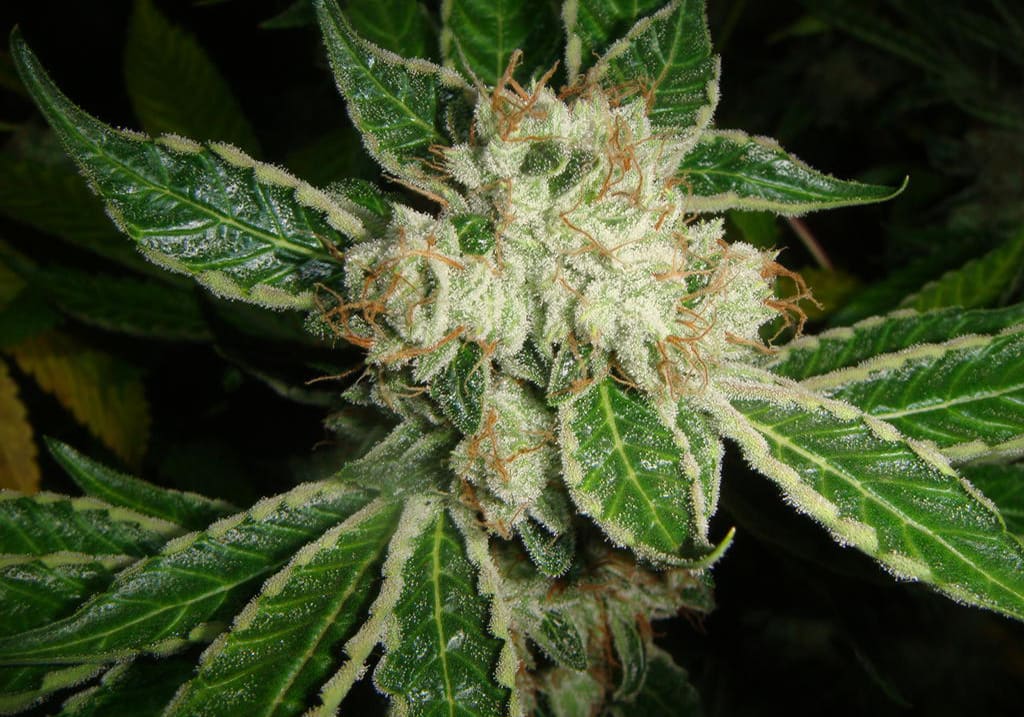 Platinum Dawg