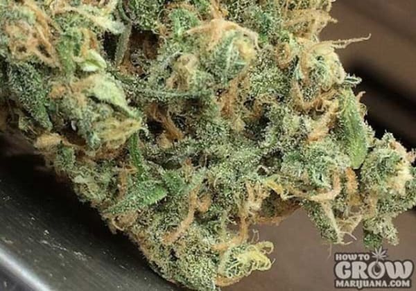 Blue Haze