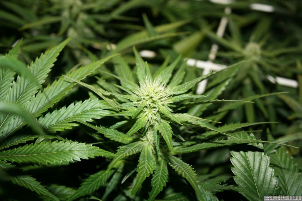 Hash Plant