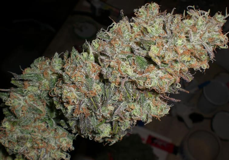 Chocolope