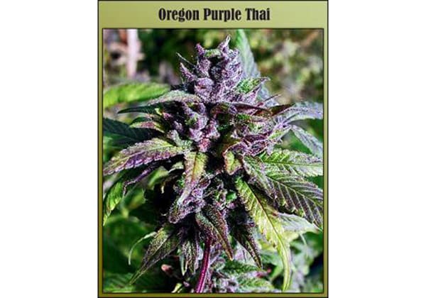 Oregon Purple Thai