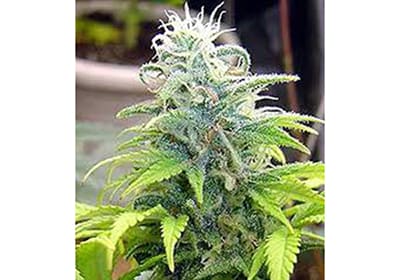 Skunk #1