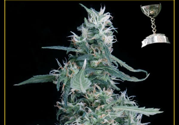 Arjans Ultra Haze