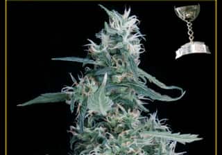 Arjans Ultra Haze