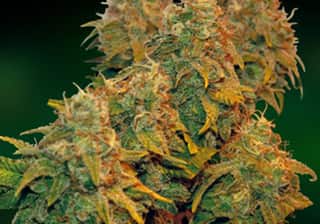 8-ball Kush