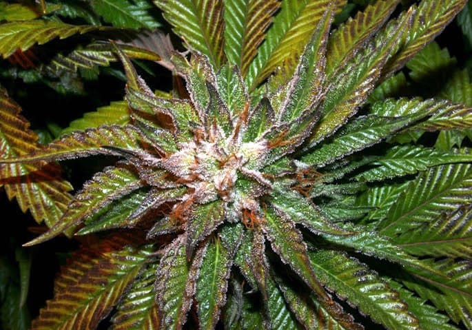Shiatsu Kush