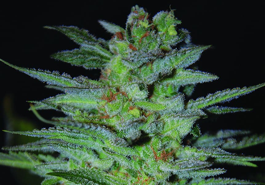 OG Kush
