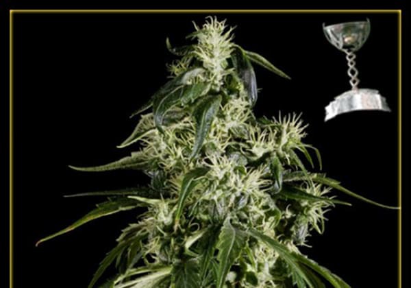 Arjans Haze