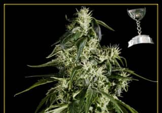 Arjans Haze