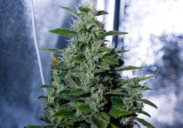 Kandy Kush