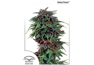 Durban Poison