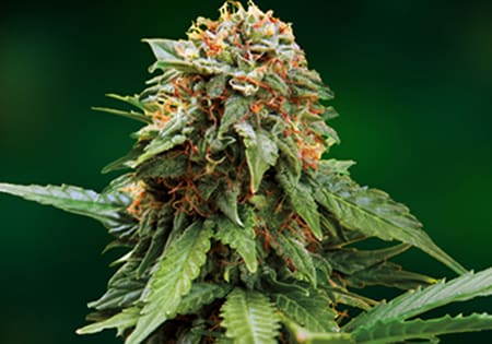 Tangerine Dream