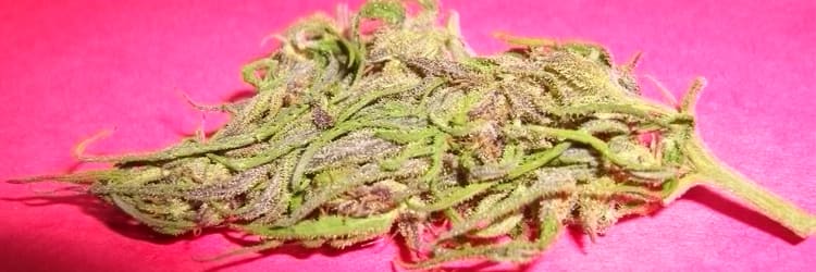Columbian Gold