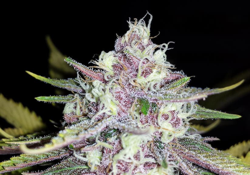 Black Cherry Soda