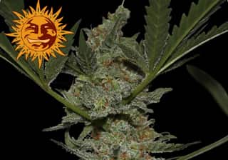Acapulco Gold