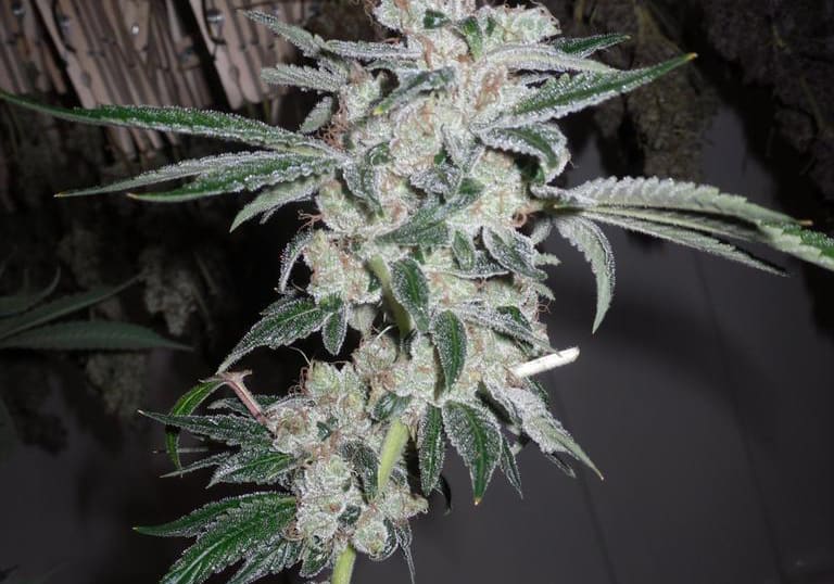 Headband