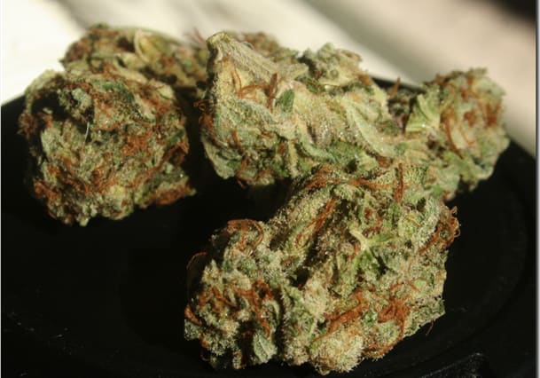Master Kush (Nirvana)