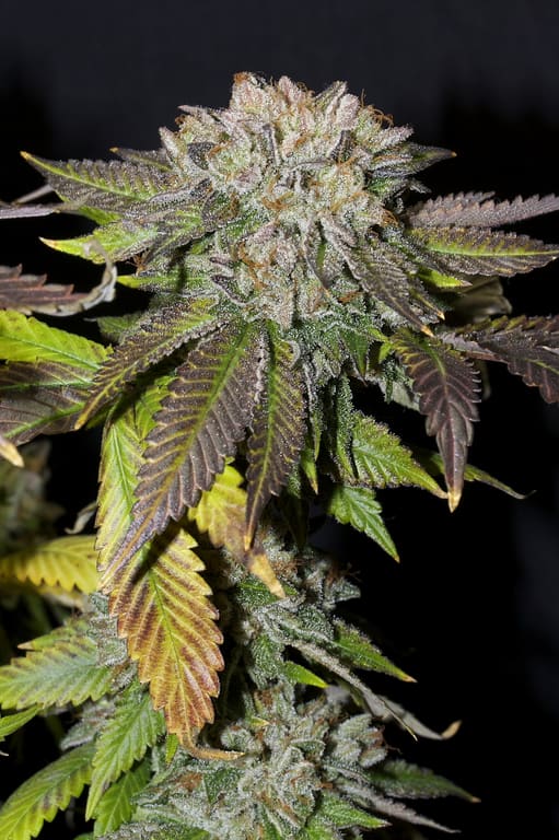 Bubba Kush