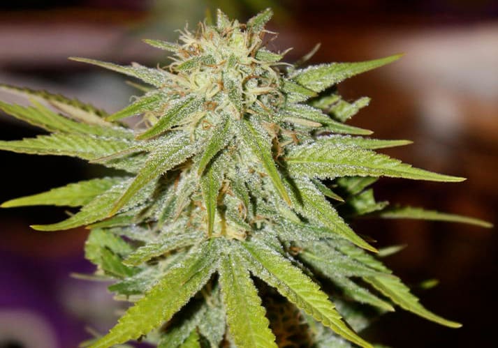 Cannalope Haze