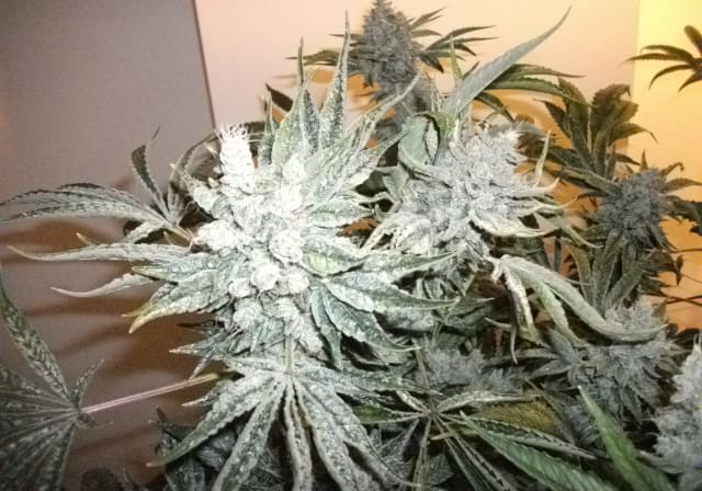 Master Kush (Medman)