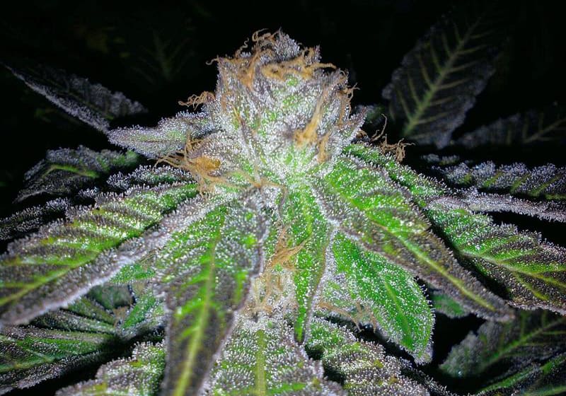 Grape Ape