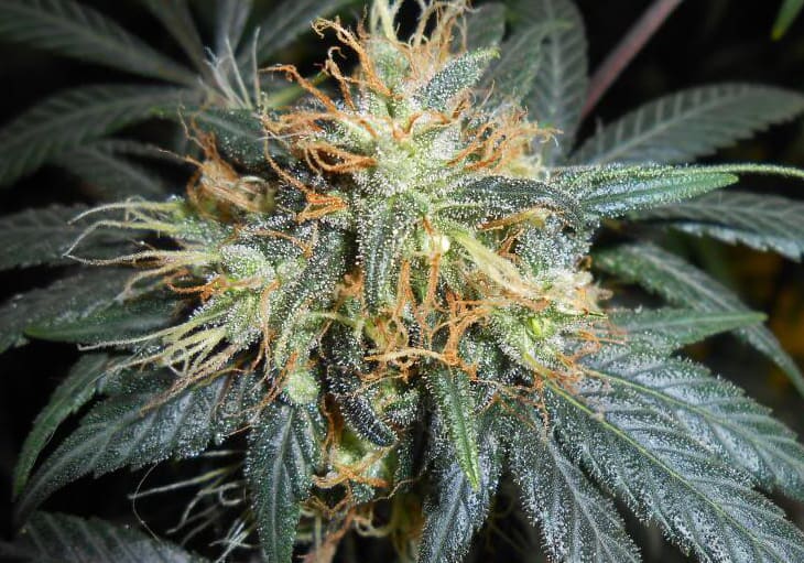 Afghan Kush