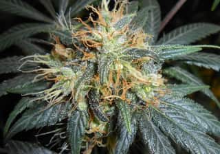 Afghan Kush