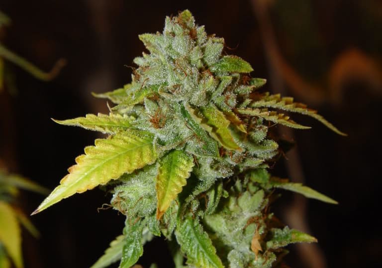 OG Kush