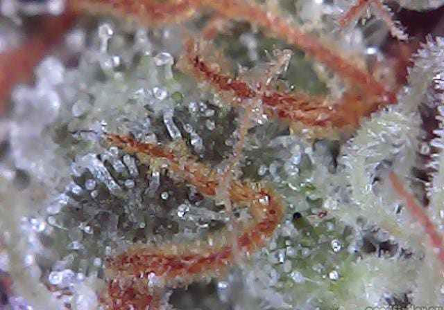Ice