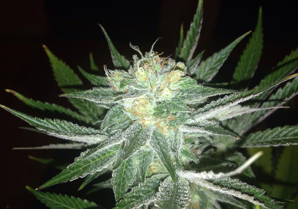 Tangie
