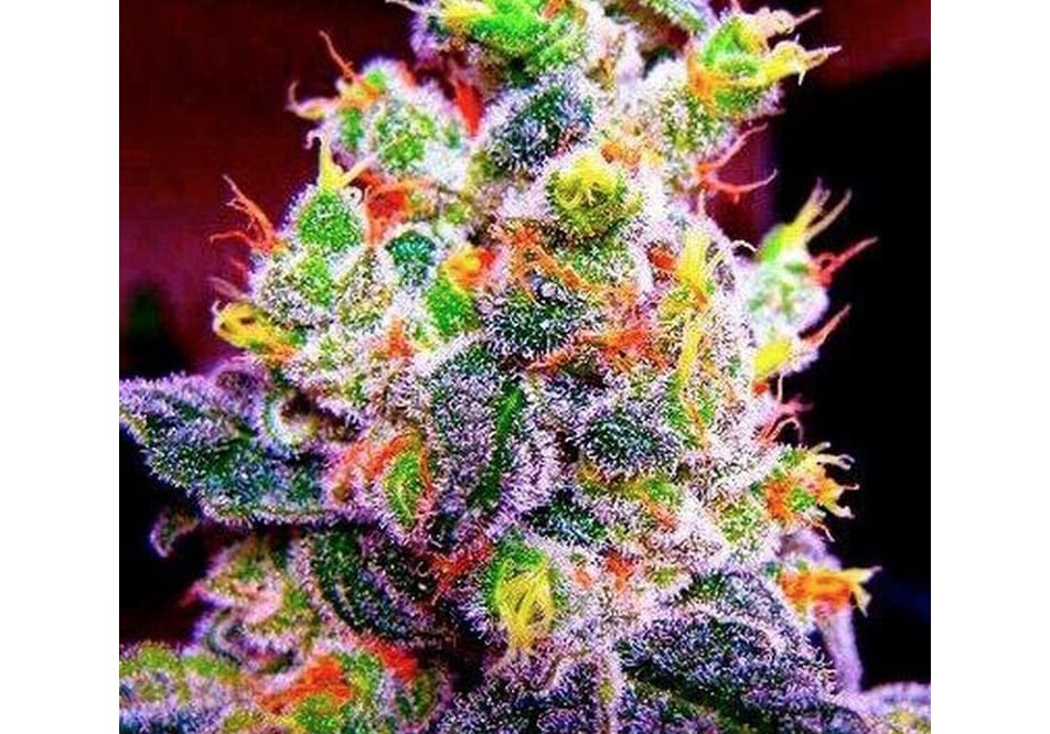 Fruity Pebbles