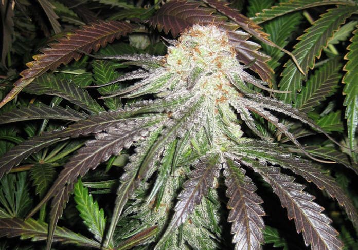 West Coast Dawg