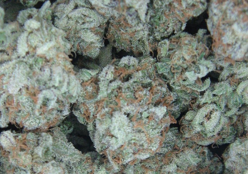 White Widow