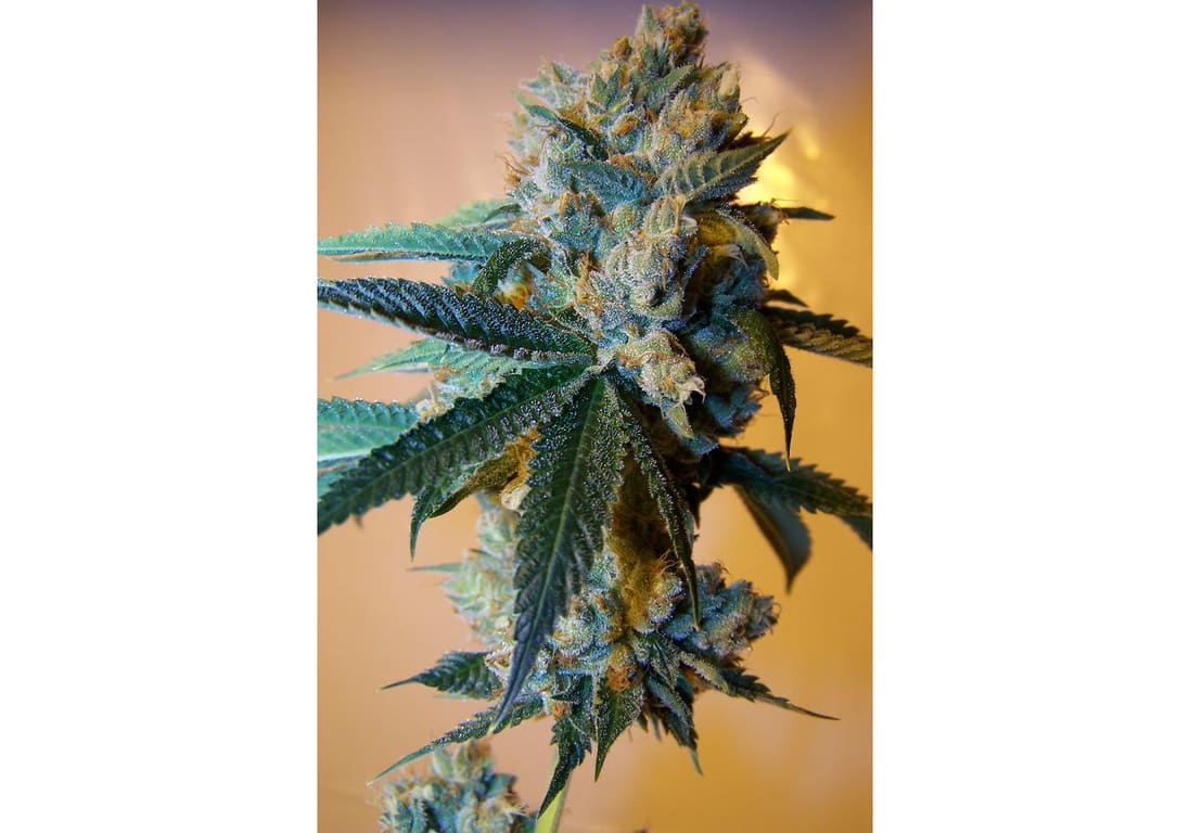 White Fire OG