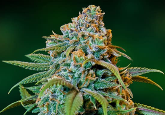 Liberty Haze