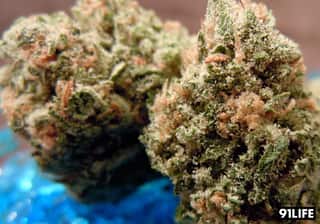 Blue Haze
