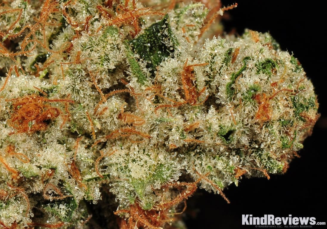 White Fire OG