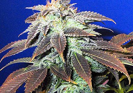 Heavy Duty Fruity