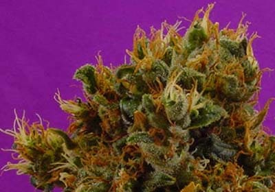 G-13 Haze Buddha’s Sister