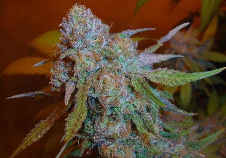 Grape Ape