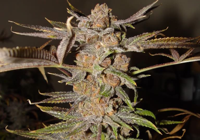 White Urkle