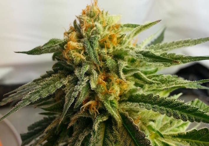 Lemon OG Kush