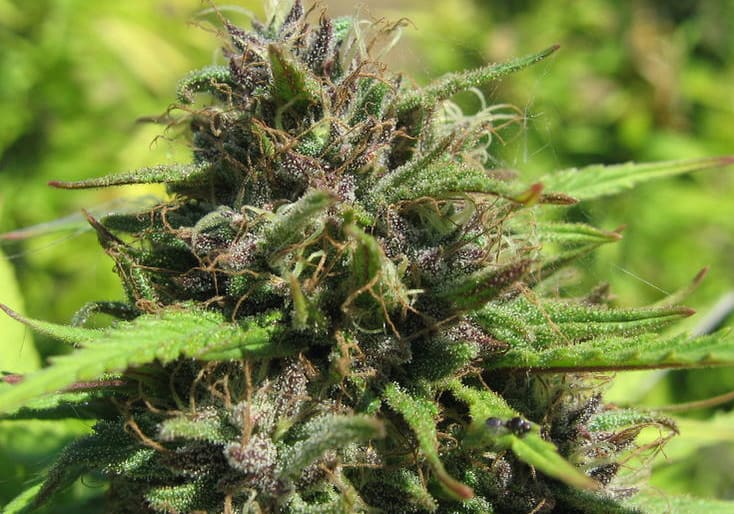 Blackberry Kush